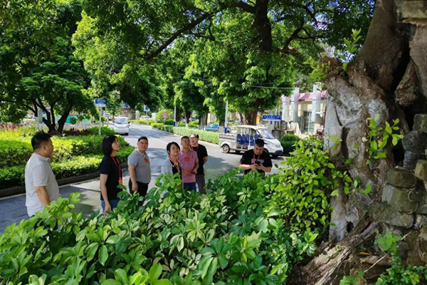 東莞：保護(hù)“綠色不動產(chǎn)” 人大代表聚焦古樹名木保護(hù)